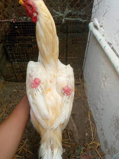 Heera Aseel for sale