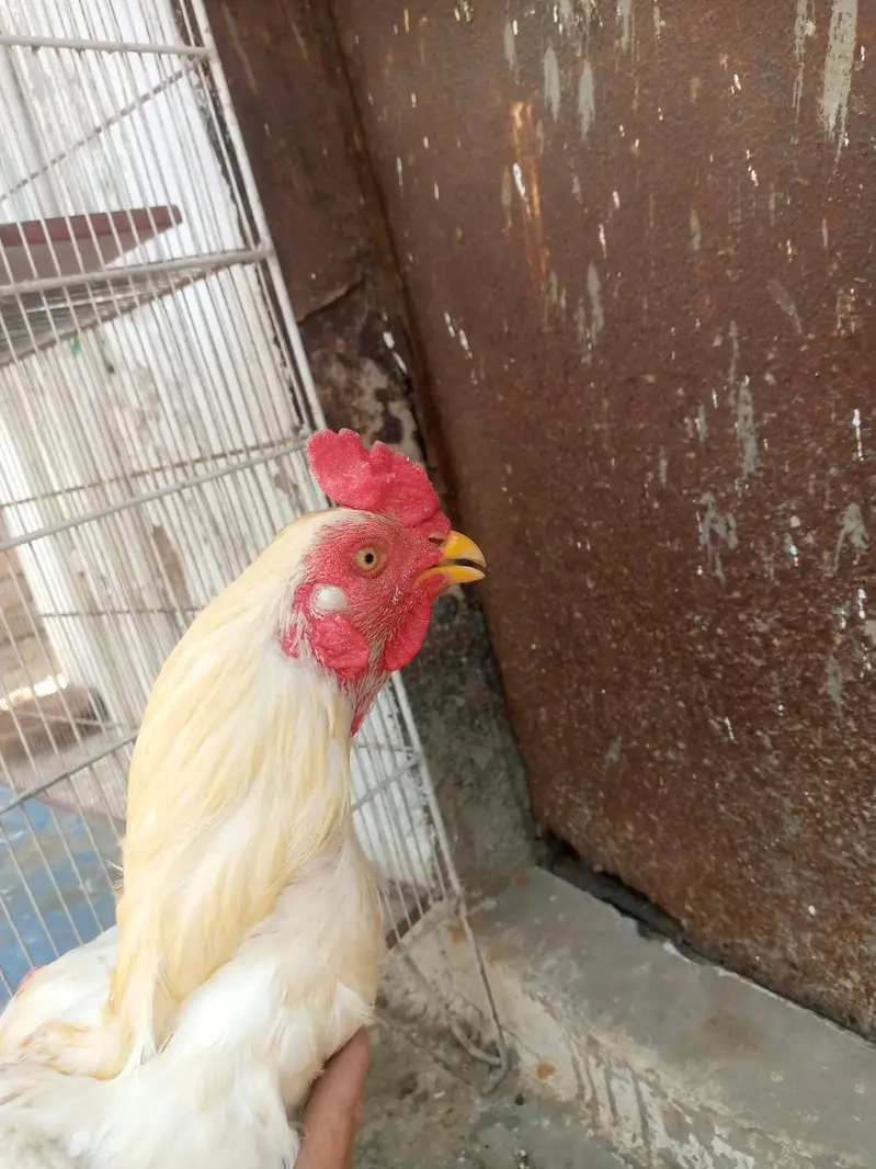 Heera Aseel for sale — photo 2