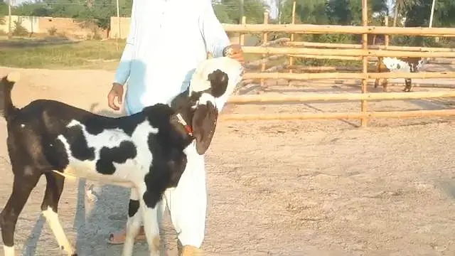 desi Bakra for sale/03364988962 — photo 2