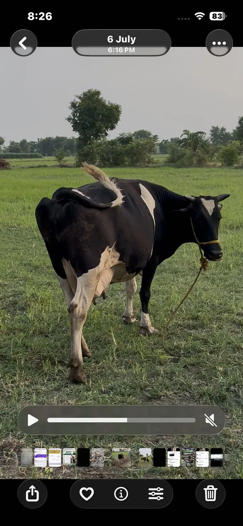 Cow animal — photo 2