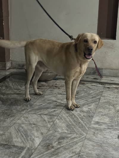 Labrador urgent sale