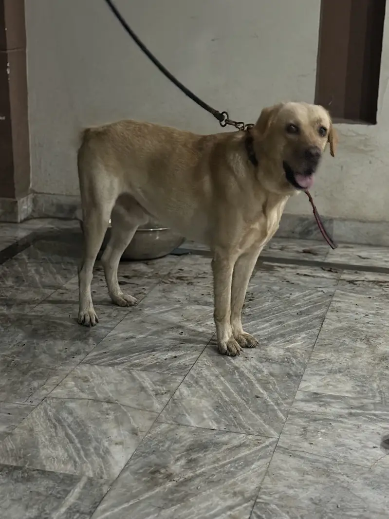 Labrador urgent sale — photo 2