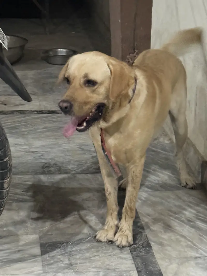 Labrador urgent sale — photo 3