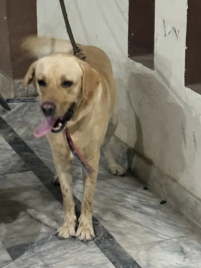 Labrador urgent sale — photo 4