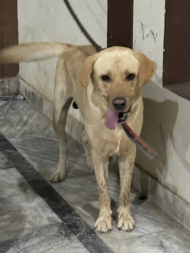 Labrador urgent sale — photo 5