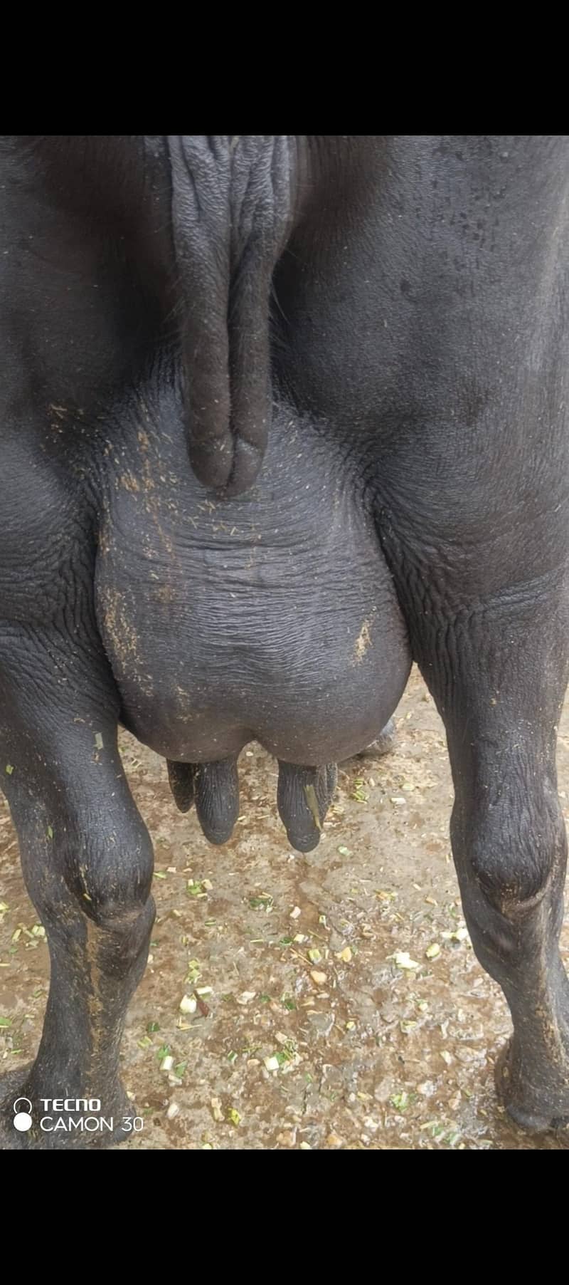 urgent 3rd soya black Buffalo for sale 0