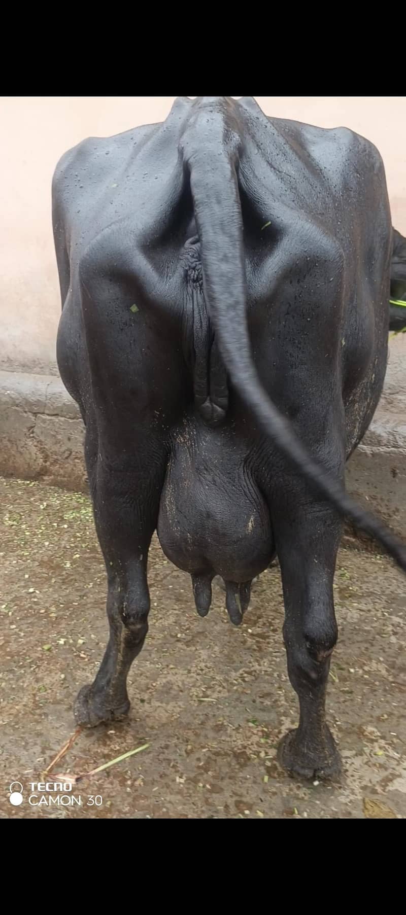 urgent 3rd soya black Buffalo for sale 1