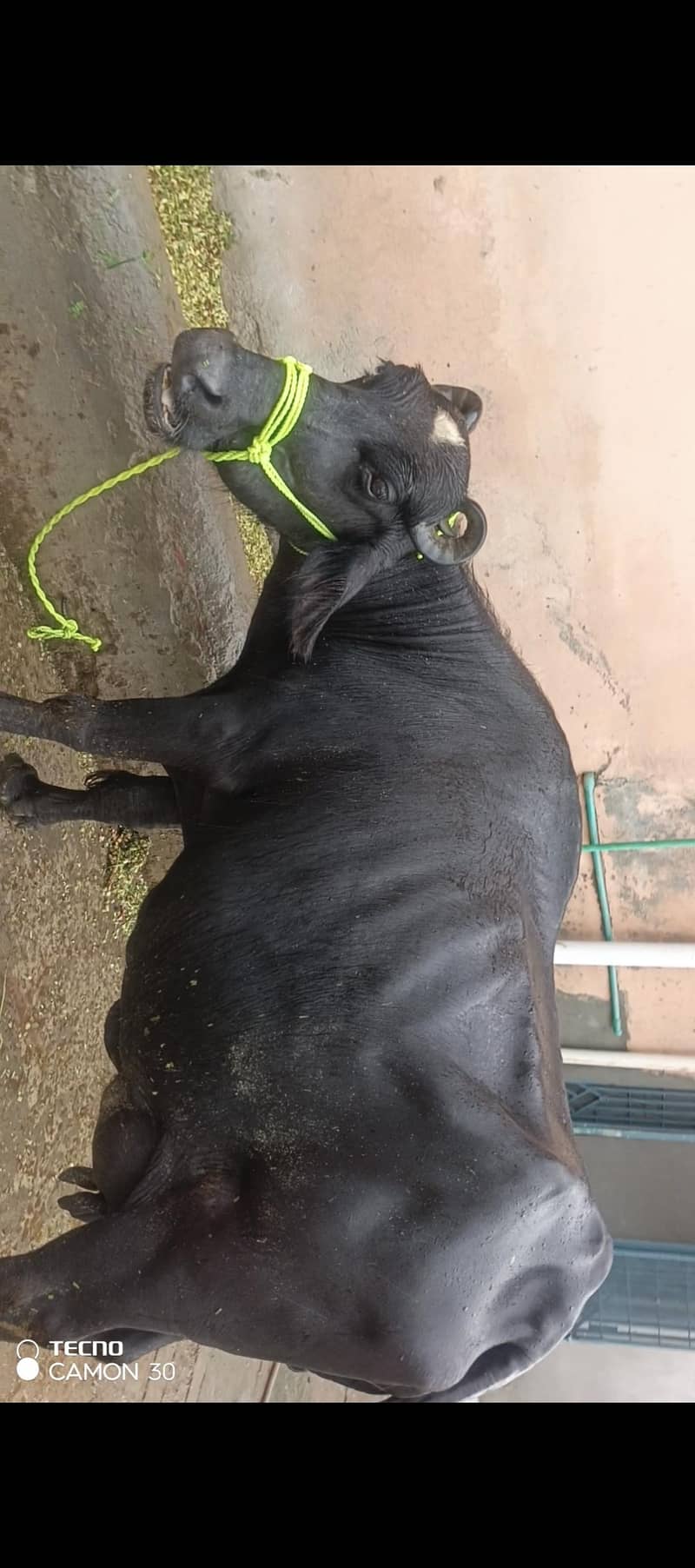 urgent 3rd soya black Buffalo for sale 2