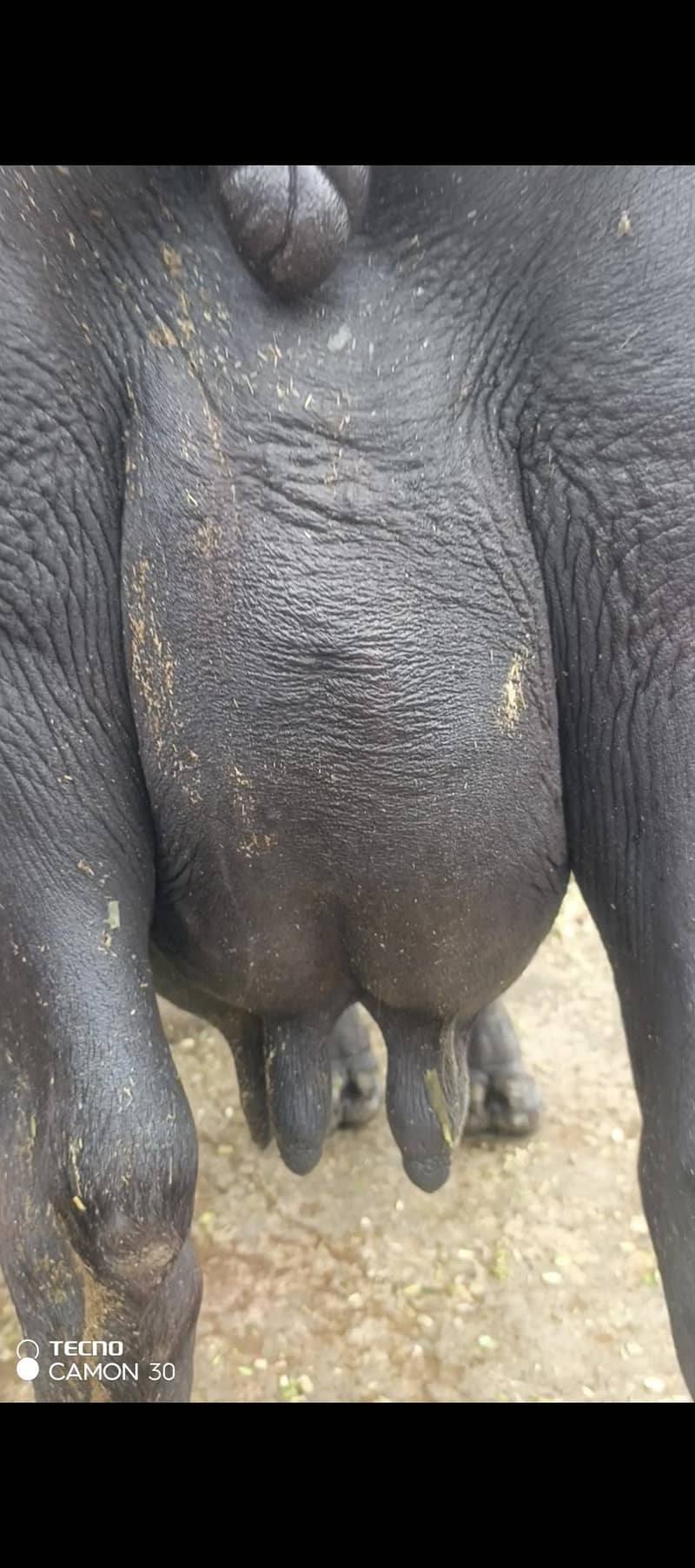 urgent 3rd soya black Buffalo for sale 3
