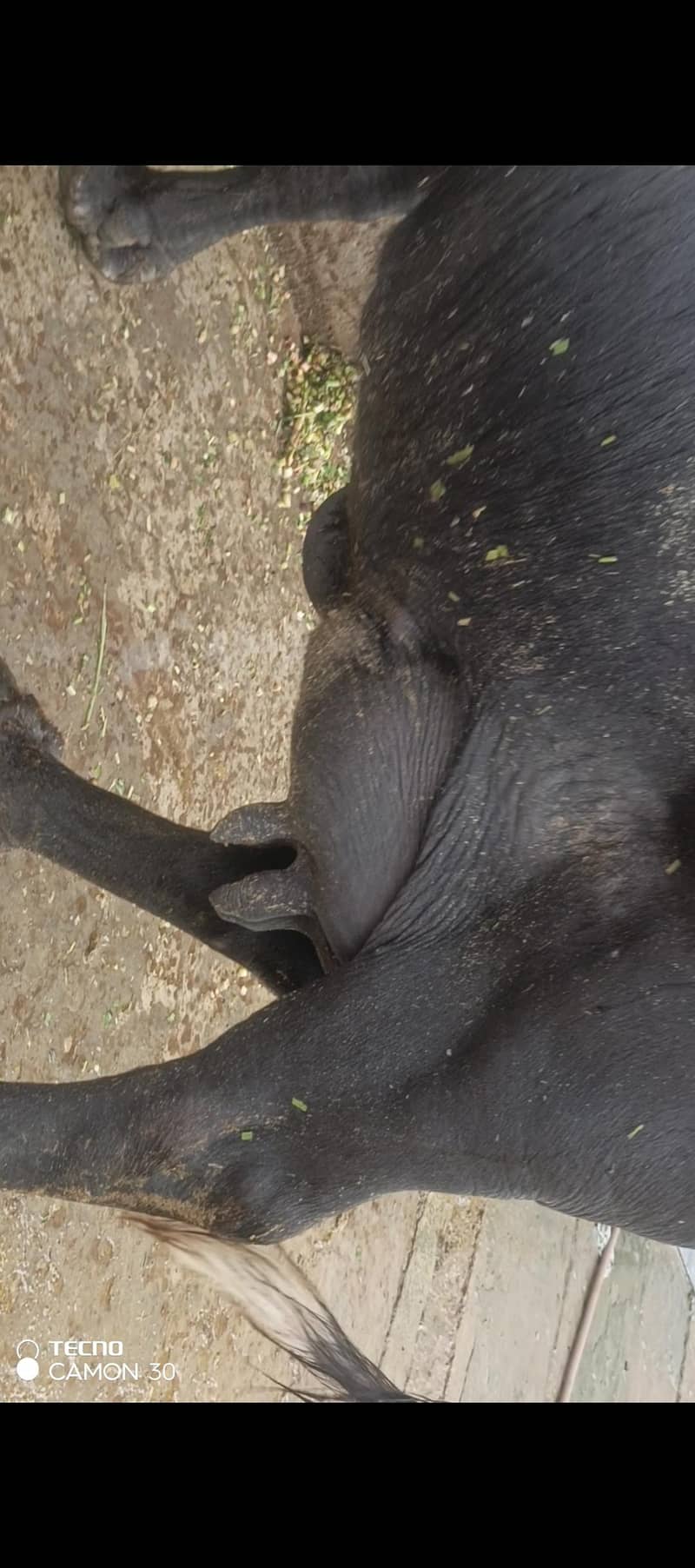 urgent 3rd soya black Buffalo for sale 4