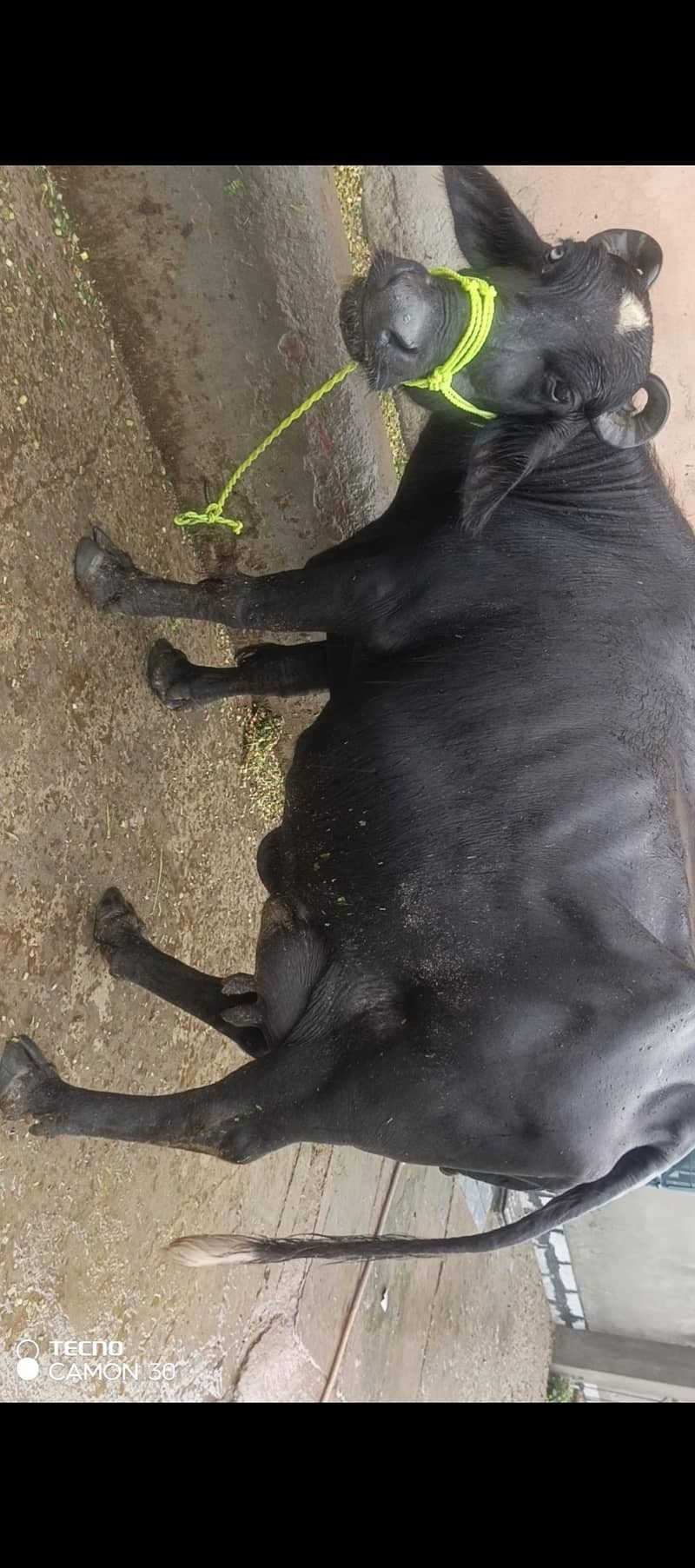 urgent 3rd soya black Buffalo for sale 5