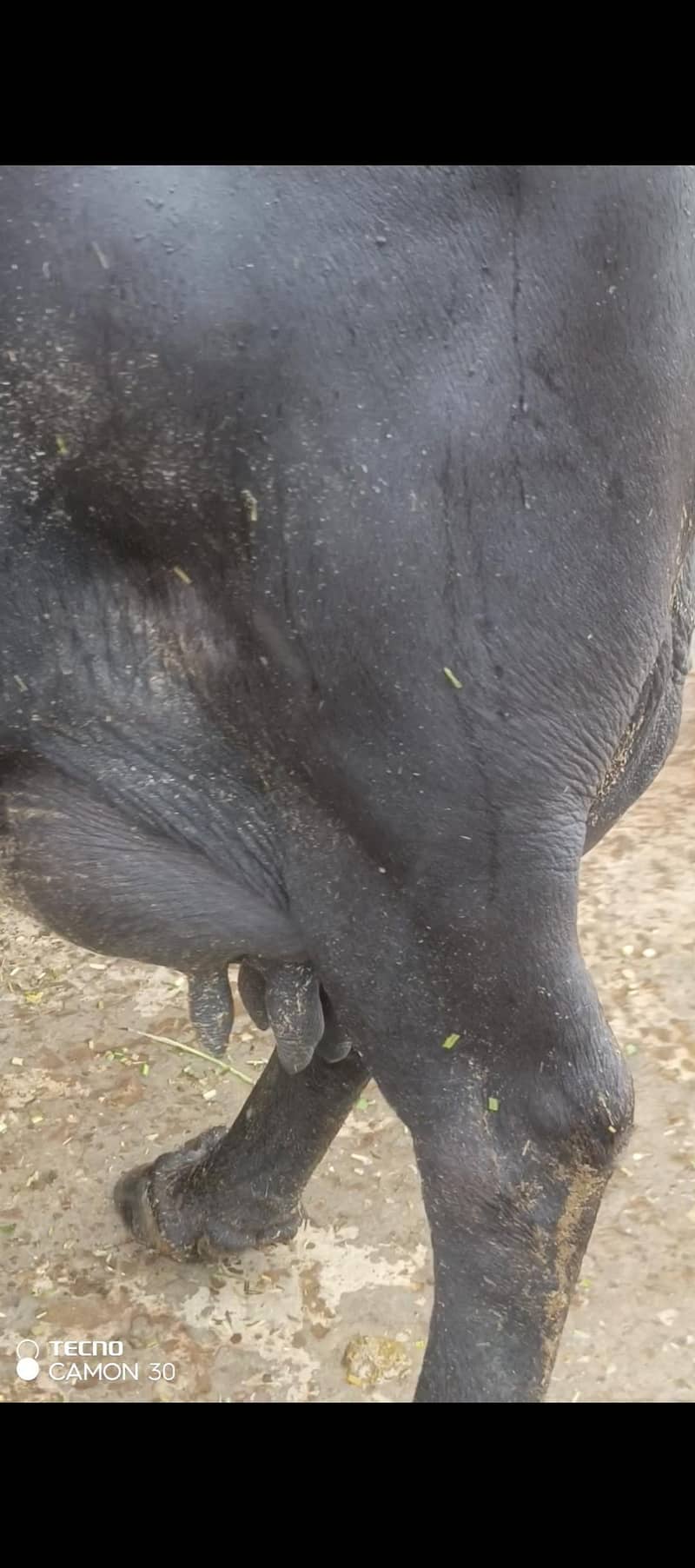 urgent 3rd soya black Buffalo for sale 6