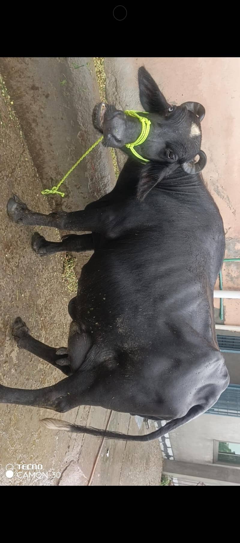 urgent 3rd soya black Buffalo for sale 7