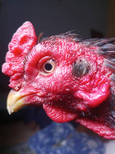 lassani breed