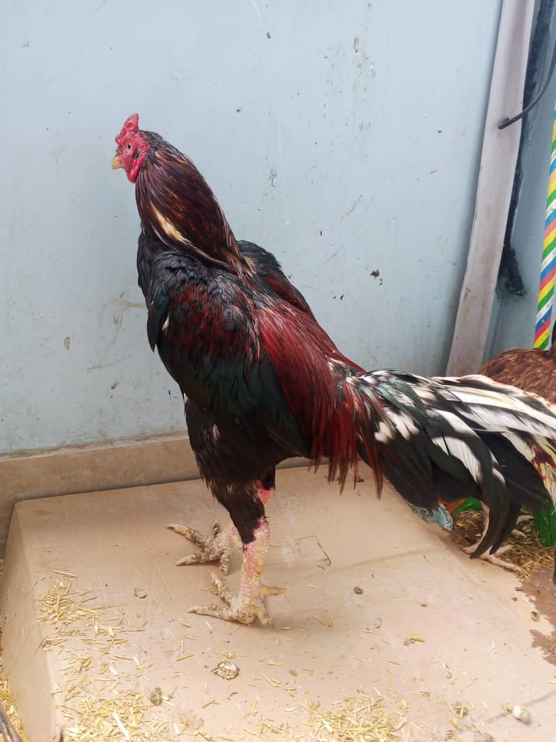lassani breed 1