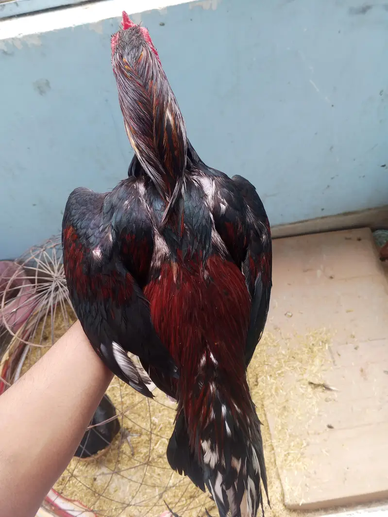 lassani breed — photo 3