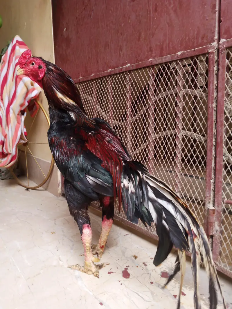 lassani breed — photo 4