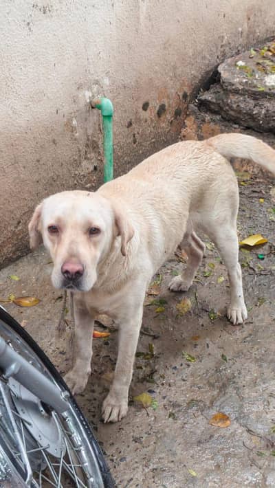 Labrador female for sale