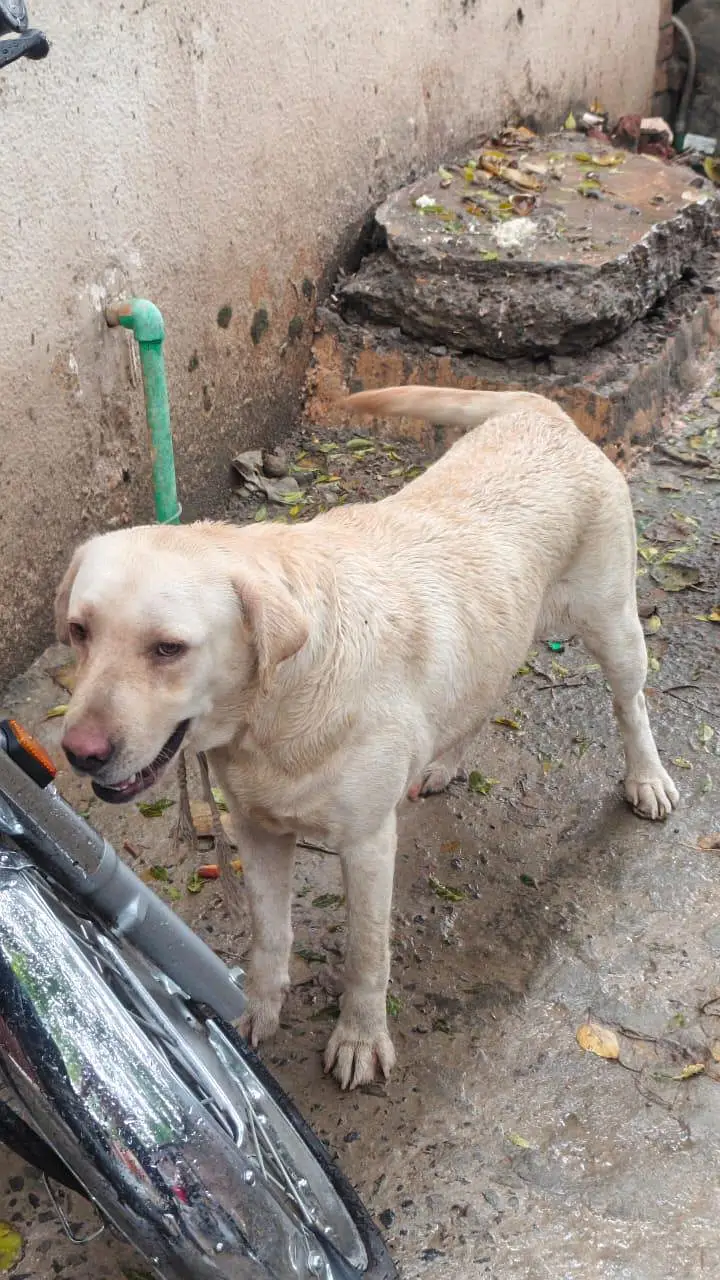 Labrador female for sale — photo 2