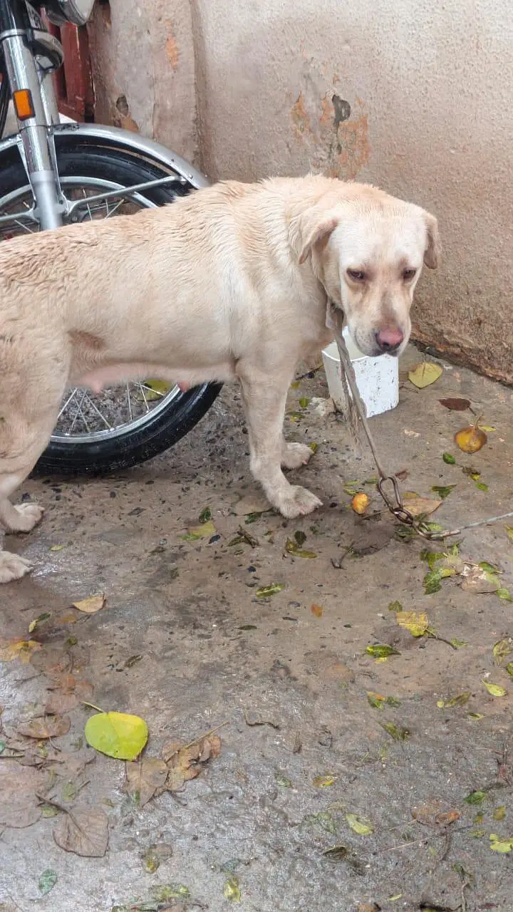 Labrador female for sale — photo 3