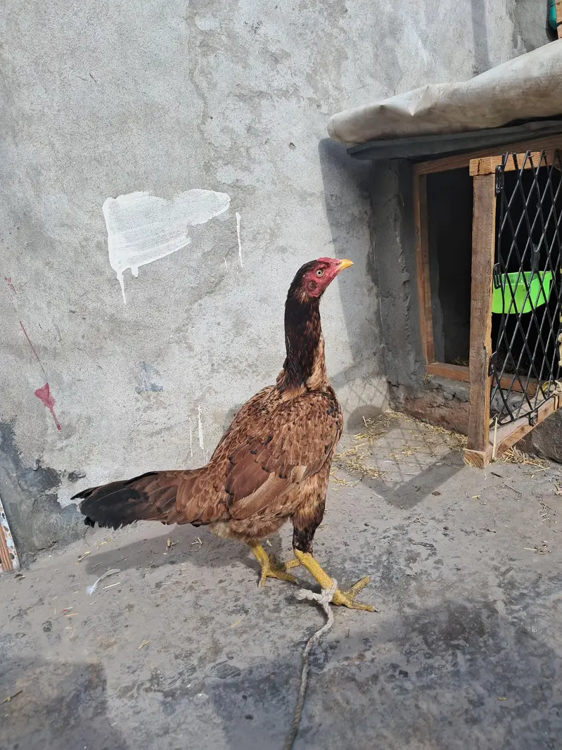 Aseel hen for Sale — photo 2