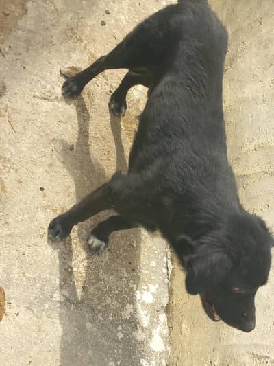 afghan dog for sale