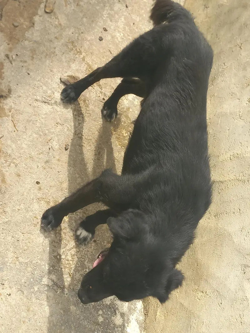 afghan dog for sale — photo 2