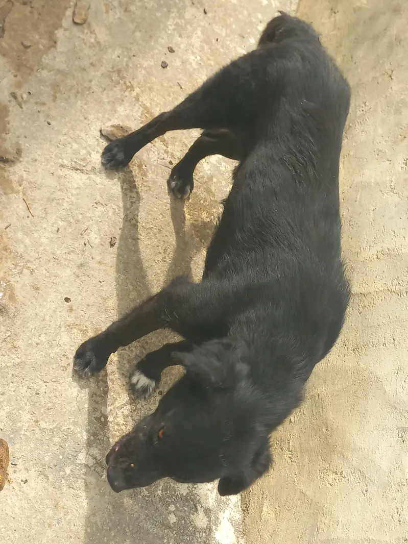 afghan dog for sale — photo 3
