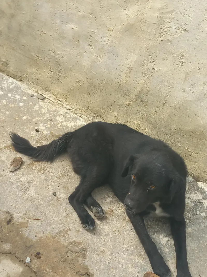 afghan dog for sale — photo 4
