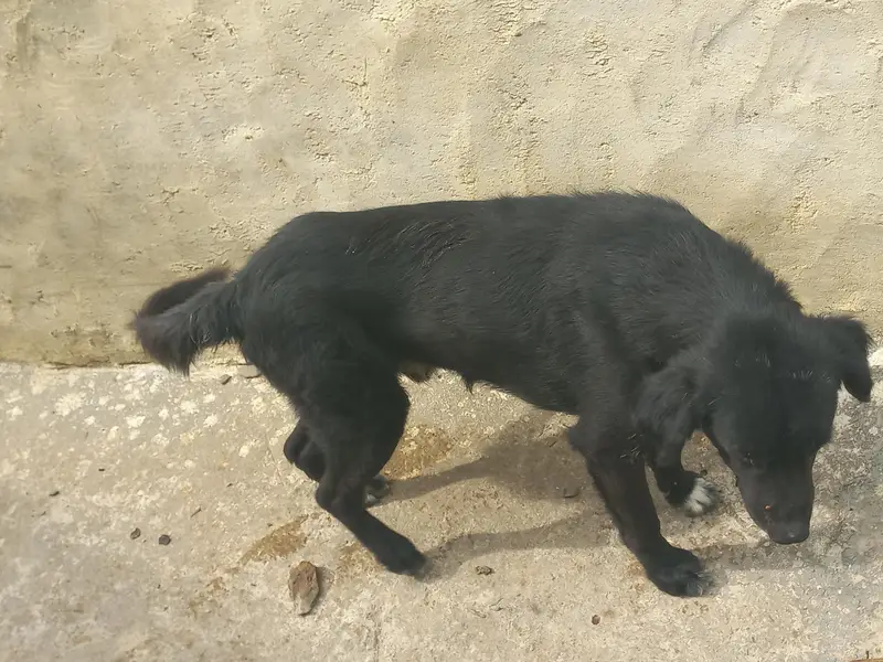 afghan dog for sale — photo 5