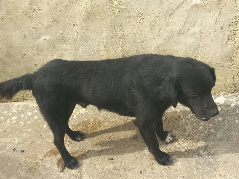 afghan dog for sale — photo 6
