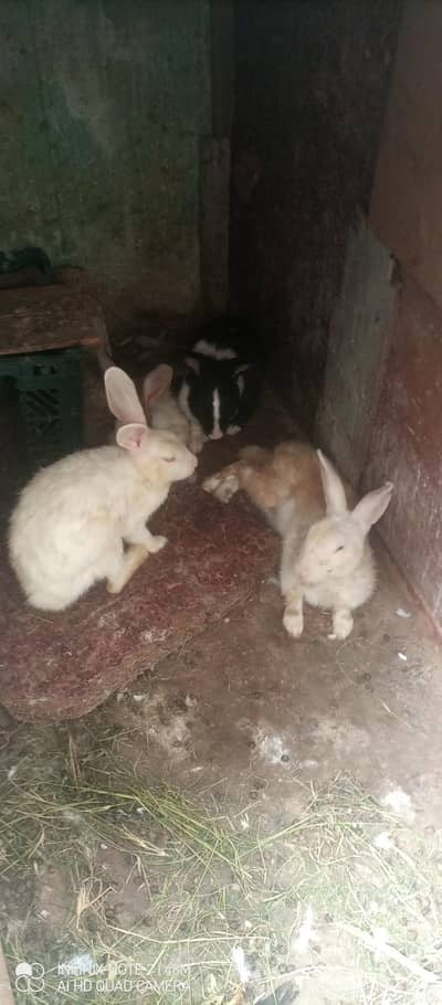 2 pair rabbits available