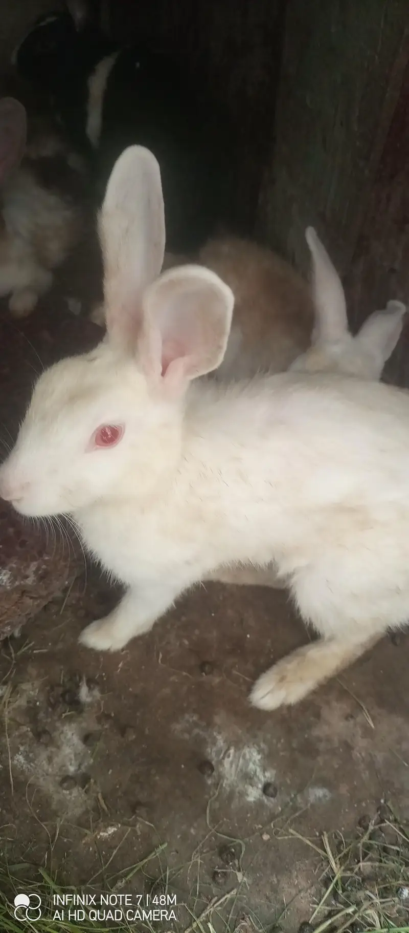 2 pair rabbits available — photo 2