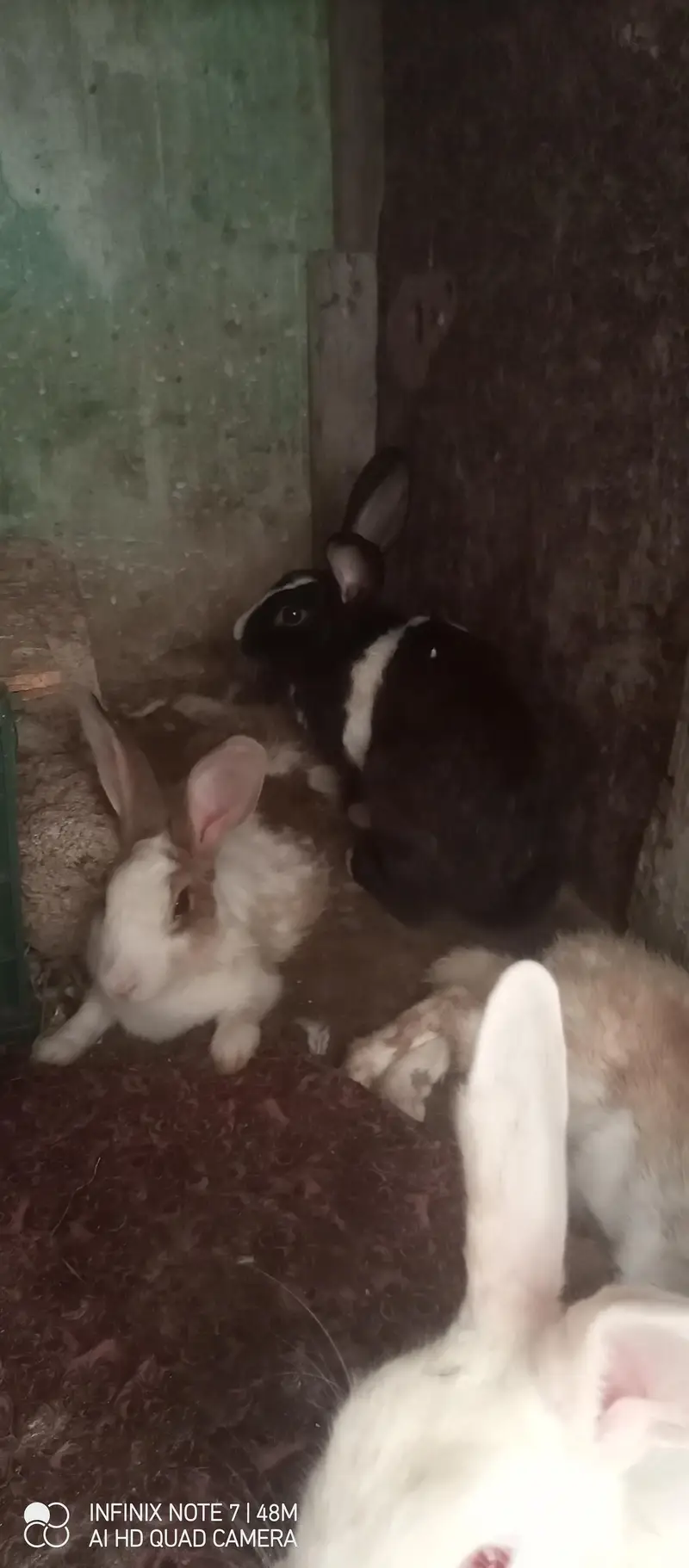 2 pair rabbits available — photo 3