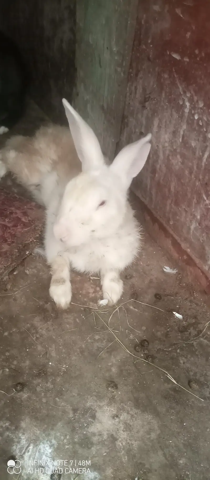 2 pair rabbits available — photo 4