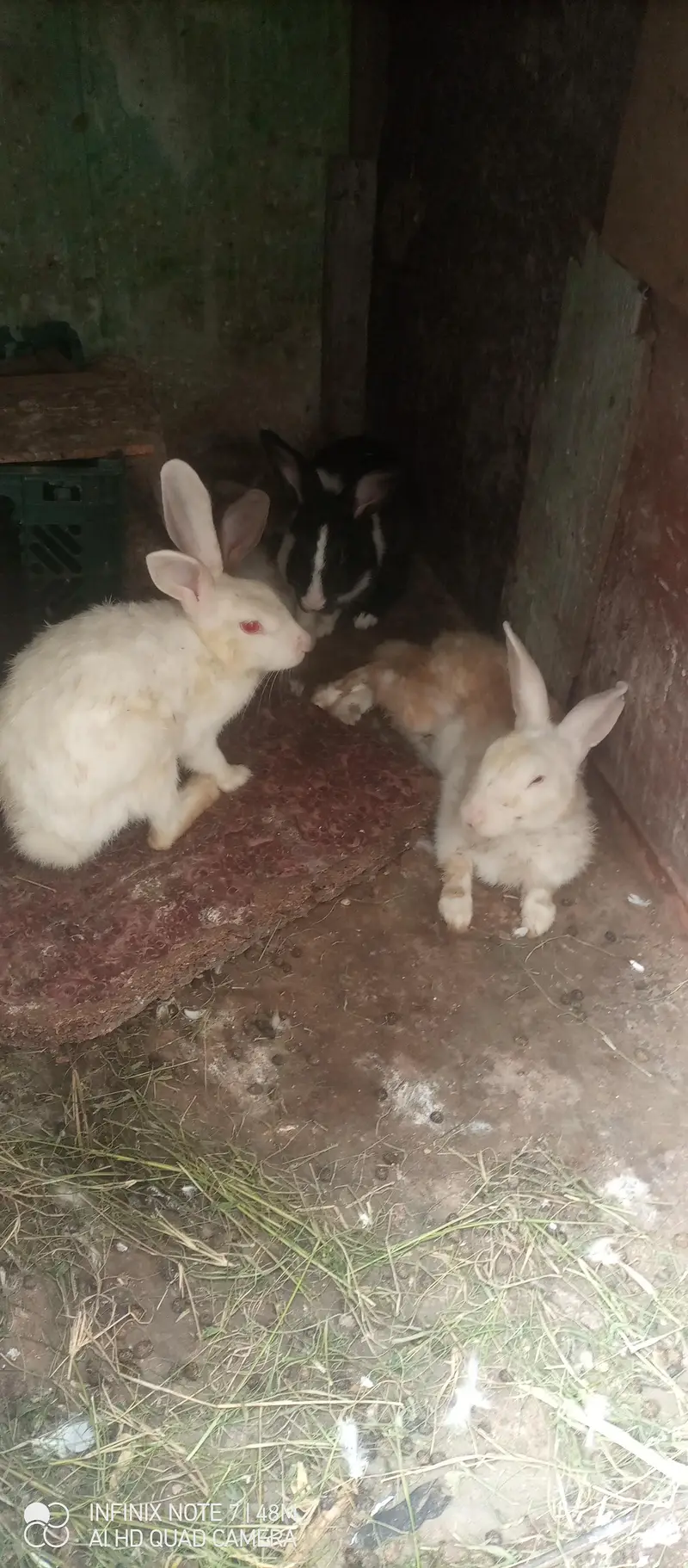 2 pair rabbits available — photo 5