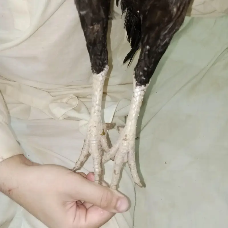 Pure Lasani Aseel madi — photo 2