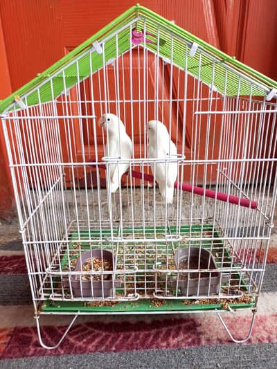 Beautiful Pair Of Love bird With cage For sale