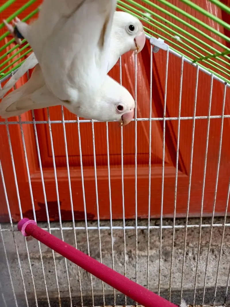 Beautiful Pair Of Love bird With cage For sale — photo 2
