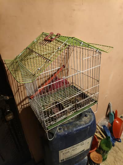 Beautiful Pair Of Love bird Full jumbo size With cage For sale