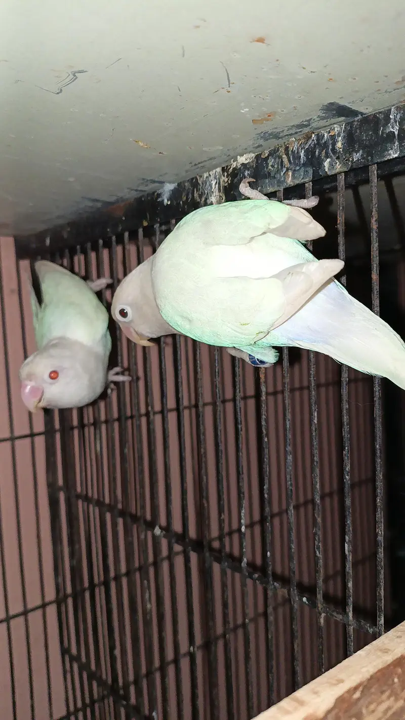 Beautiful Pair Of Love bird With cage For sale — photo 4