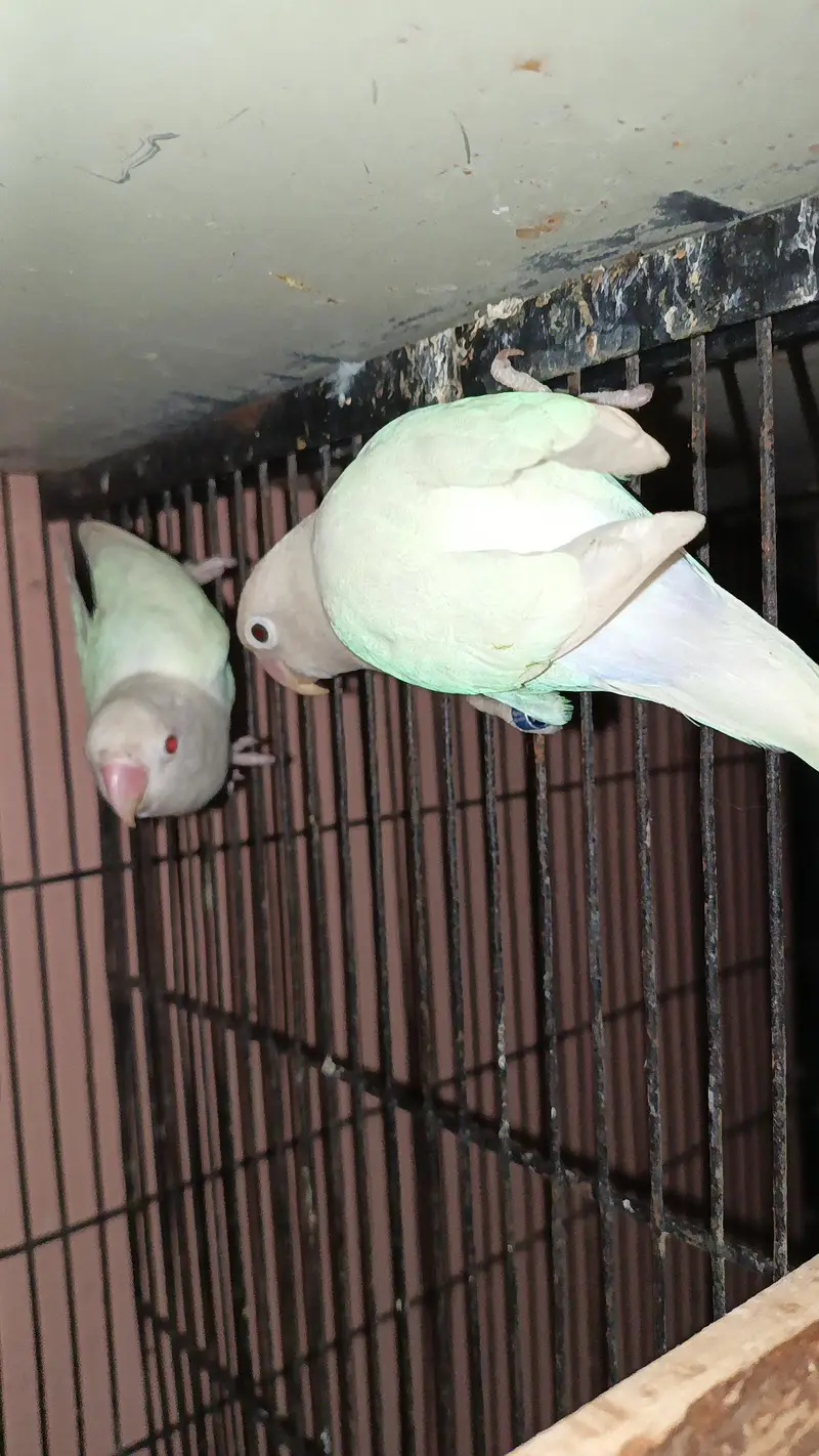 Beautiful Pair Of Love bird With cage For sale — photo 5