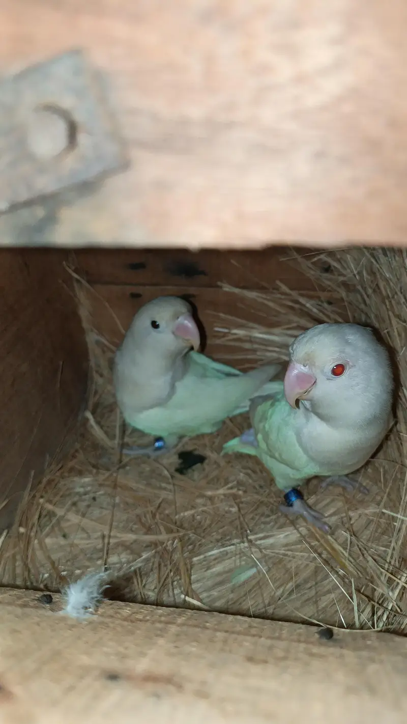 Beautiful Pair Of Love bird With cage For sale — photo 6