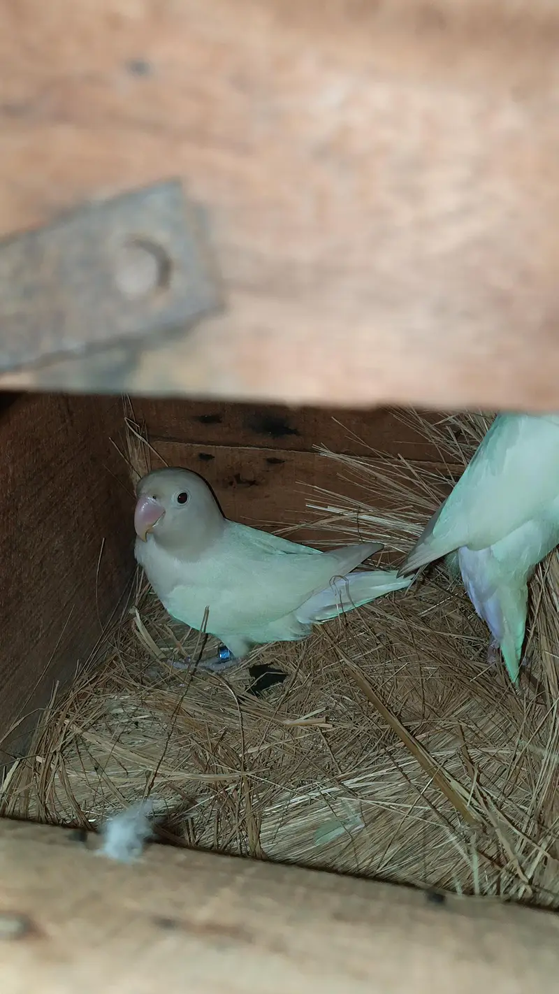 Beautiful Pair Of Love bird With cage For sale — photo 7