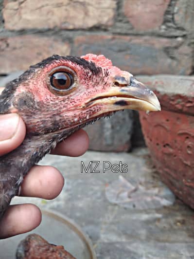 Thai Pathay Available | High Quality Thai Aseel Roosters For Sale 