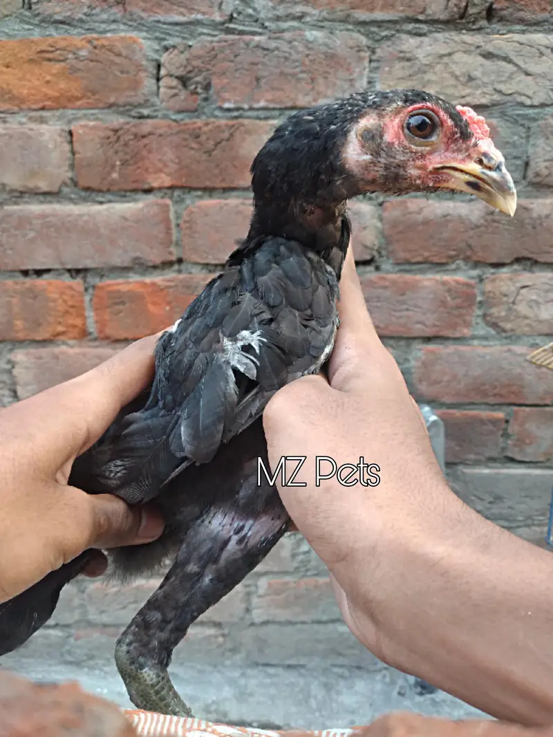 Thai Pathay Available | High Quality Thai Aseel Roosters For Sale  — photo 2