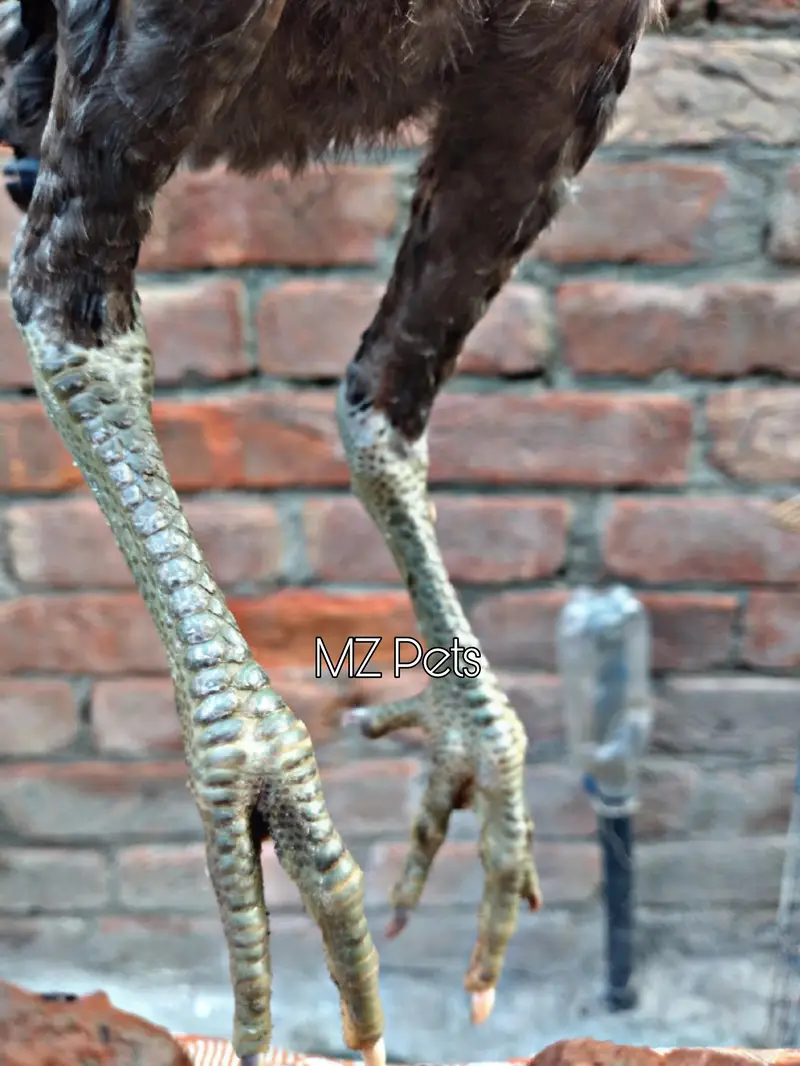 Thai Pathay Available | High Quality Thai Aseel Roosters For Sale  — photo 3