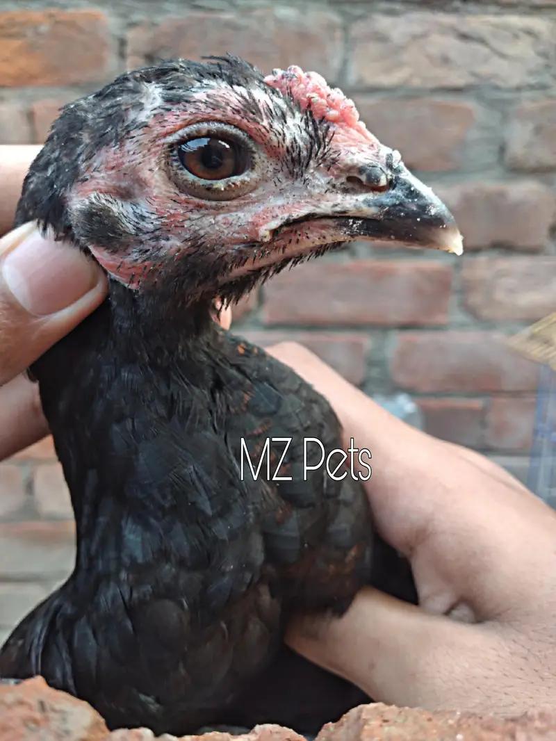 Thai Pathay Available | High Quality Thai Aseel Roosters For Sale  — photo 4