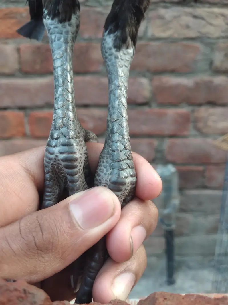 Thai Pathay Available | High Quality Thai Aseel Roosters For Sale  — photo 5