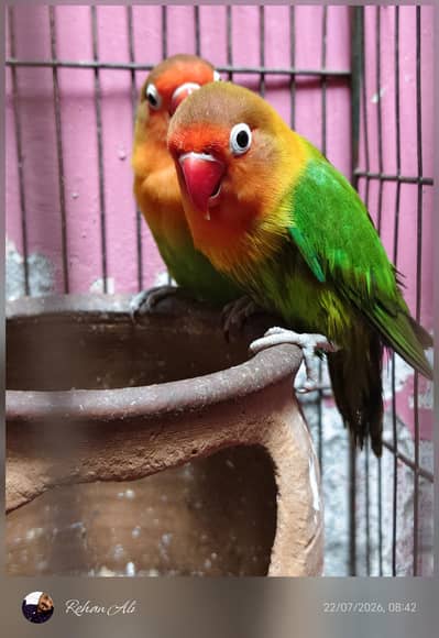 love birds mature